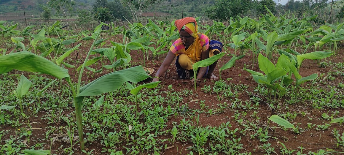 Transforming agricultural systems and strengthening local economies in high biodiversity areas of India through sustainable landscape