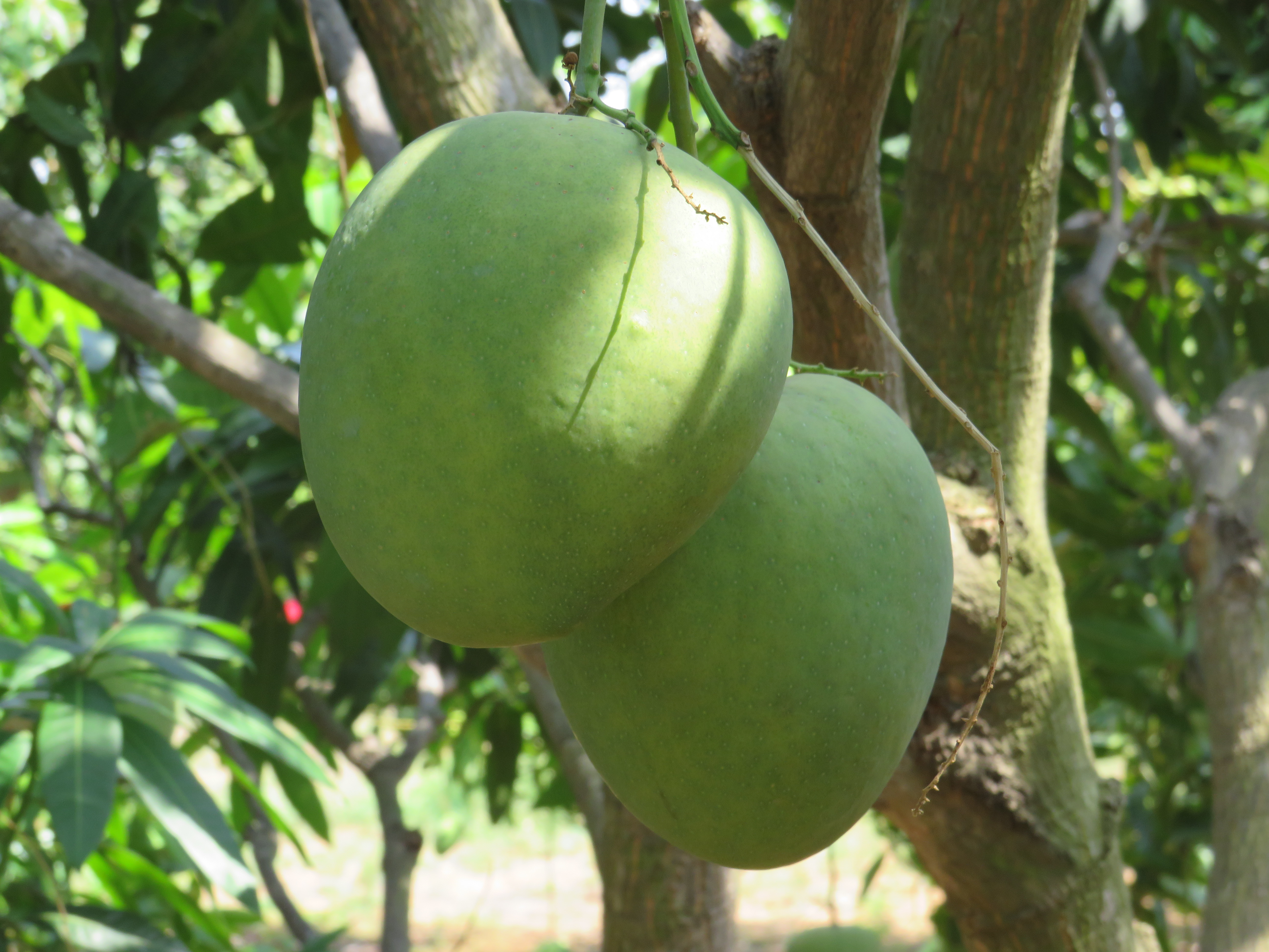 Sustainable Agriculture and Diversified Livelihood Logo